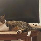 Foto del gato perdido en Toulouse