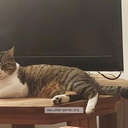 Foto 1/1 Tigrou Chat perdido en Toulouse