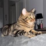 Foto del gato perdido en Epernay