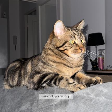 Foto 1/1 Herv&eacute; Chat perdido en Epernay