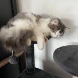 Foto del gato perdido en Pouille