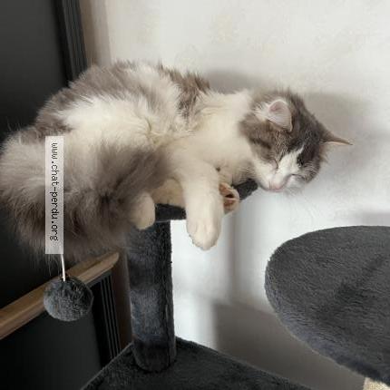 Foto 1/1 ACHILLE Chat perdido en Pouille