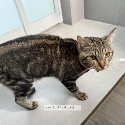 Foto 1/1 Gato encontrado Encontrado en Singapore