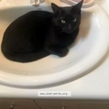 Foto 1/1 Nami Chat perdido en Voisins le bretonneux