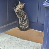 Foto de gato encontrado en Paris