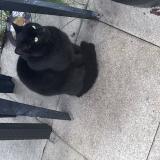 Foto de gato encontrado en Chartres