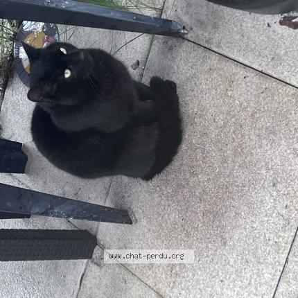 Foto 1/1 Gato encontrado Encontrado en Chartres