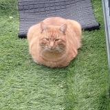 Foto del gato perdido en Houilles