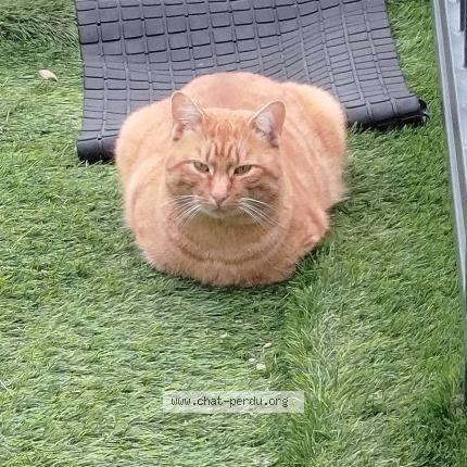 Foto 1/1 Gato encontrado Perdido en Houilles