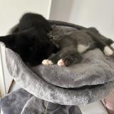 Foto del gato perdido en Saint Julien