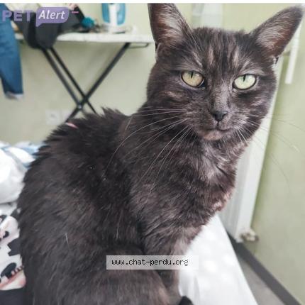 Foto 1/1 Miya Chat perdido en Le mans