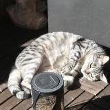 Foto del gato perdido en Petit Lancy