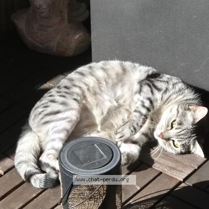 Foto 1/1 Tisha Chat perdido en Petit lancy