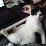 Foto del gato perdido en Rennes