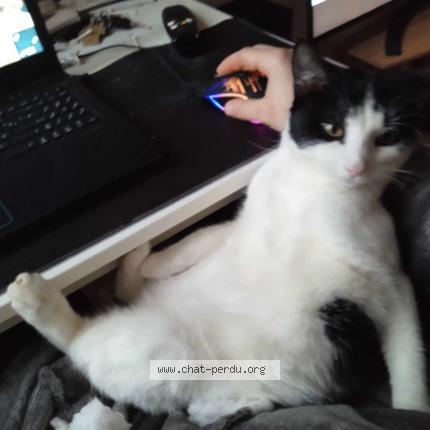 Foto 1/1 Gueko Chat perdido en Rennes