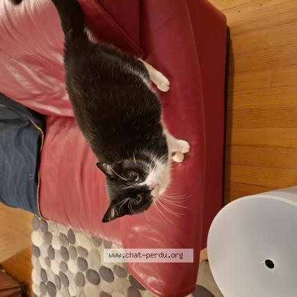 Foto 1/1 Atchoum Chat perdido en Metz