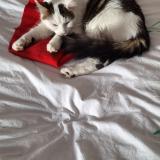 Foto del gato perdido en Brindas