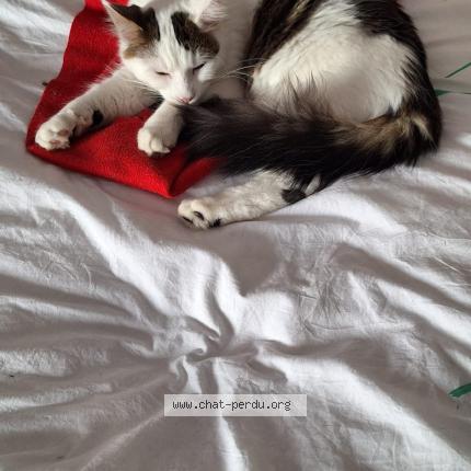 Foto 1/1 Tofu Chat perdido en Brindas