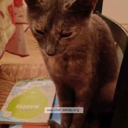 Foto 1/1 Gato encontrado Encontrado en Chatellerault