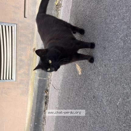 Foto 1/1 Gato encontrado Encontrado en Marseille