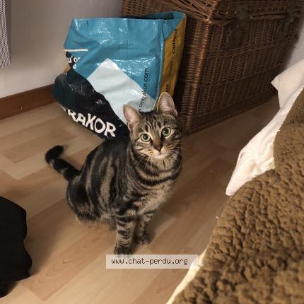 Foto 1/4 Hoshi Chat perdido en Le mans