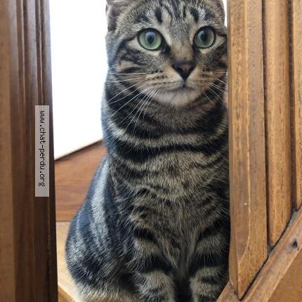 Foto 2/4 Hoshi Chat perdido en Le mans