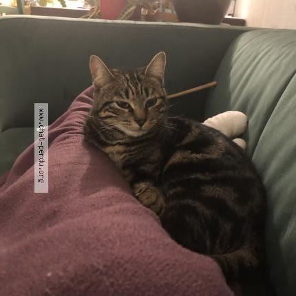 Foto 3/4 Hoshi Chat perdido en Le mans