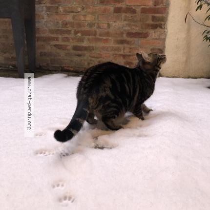 Foto 4/4 Hoshi Chat perdido en Le mans