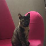 Foto del gato perdido en Sardon