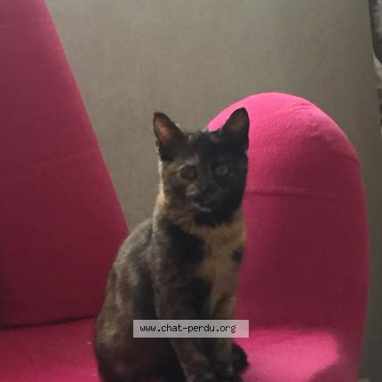 Foto 1/1 Chanel Chat perdido en Sardon