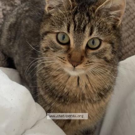 Foto 1/1 Yaku Chat perdido en Gosselies