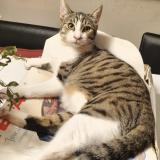 Foto del gato perdido en Trans En Provence