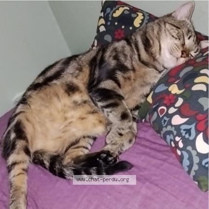Foto 1/1 TIGROU Chat perdido en Colombes