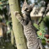 Foto del gato perdido en Vaux Sur Mer