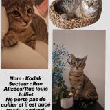 Foto del gato perdido en Nieul Sur Mer