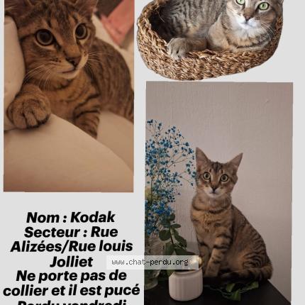 Foto 1/1 kodak Chat perdido en Nieul sur mer