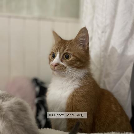 Foto 1/1 Gato encontrado Perdido en Lille