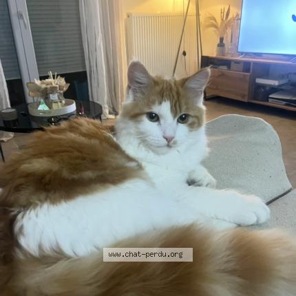 Foto 1/1 Bouba Chat perdido en Muret