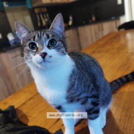 Foto 1/1 Mimi Chat perdido en Saint prouant