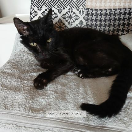 Foto 1/1 Blum Chat perdido en Flassans sur issole