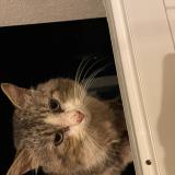 Foto de gato encontrado en Nieul Sur Mer