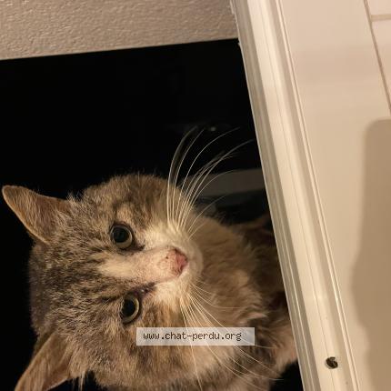 Foto 1/1 Gato encontrado Encontrado en Nieul sur mer