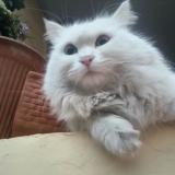 Foto del gato perdido en Islamabad