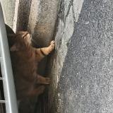 Foto de gato encontrado en Lille