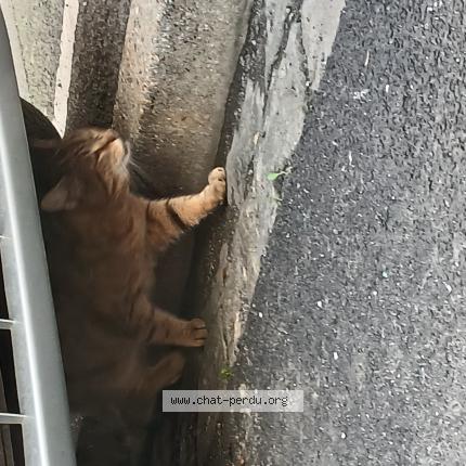 Foto 1/1 Gato encontrado Encontrado en Lille