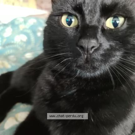 Foto 1/1 Snooky Chat perdido en Pessac