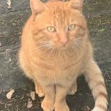 Foto de gato encontrado en Savigne Sur Lathan