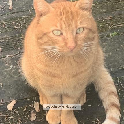 Foto 1/1 Gato encontrado Encontrado en Savigne sur lathan