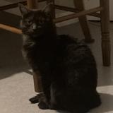 Foto del gato perdido en Le Mans