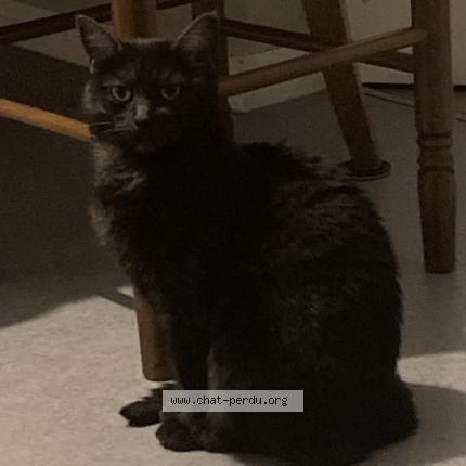 Foto 1/1 Miya Chat perdido en Le mans